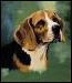 hound dog's Avatar